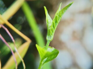 close up of leaves