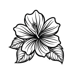 Hibiscus flowers in a vintage woodcut engraved etching style. Vector illustration.