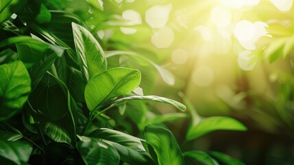 Obraz premium Green leaves in sunlight with blurred backdrop and copy space ecological wallpaper concept
