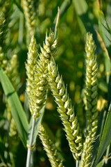 Pszenica zwyczajna, Triticum aestivum, Common wheat, kłosy pszenicy na polu © kateej