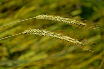 Żyto zwyczajne, dwa kłosy żyta, Secale cereale, Rye, two ears of rye on the field © kateej