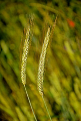 Żyto zwyczajne, dwa kłosy żyta, Secale cereale, Rye, two ears of rye on the field © kateej