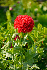 Mak lekarski, mak ogrodowy, mak uprawny, mak pełny, Papaver somniferum, pełne, czerwone kwiaty maku ogrodowego, Opium poppy flower, Feathered, fringed Papaver somniferum, Crimson Feathers 
