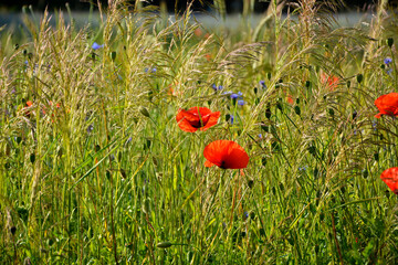 czerwone maki i niebieskie chabry na łące, pole maków, red poppies and blue cornflowers in the meadow, field of poppies, Colorful flower meadow with poppies and cornflowers, Papaver rhoeas, Centaurea  © kateej