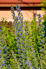 niebieskie kwiaty na łące, dziki Żmijowiec zwyczajny (Echium vulgare), fioletowe kwiaty żmijowca na tle czerwonych maków polnych, viper's bugloss, blueweed,blueweed flowers  © kateej