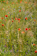 czerwone maki i niebieskie chabry na łące, pole maków, red poppies and blue cornflowers in the...