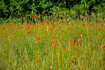 czerwone maki i niebieskie chabry na łące, pole maków, red poppies and blue cornflowers in the...