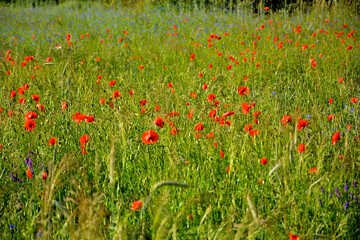 czerwone maki i niebieskie chabry na łące, pole maków, red poppies and blue cornflowers in the meadow, field of poppies, Colorful flower meadow with poppies and cornflowers, Papaver rhoeas, Centaurea	