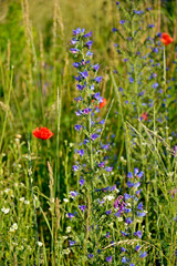 niebieskie kwiaty na łące, dziki Żmijowiec zwyczajny (Echium vulgare), fioletowe kwiaty żmijowca na tle czerwonych maków polnych, viper's bugloss, blueweed,blueweed flowers  © kateej