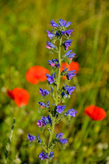 niebieskie kwiaty na łące, dziki Żmijowiec zwyczajny (Echium vulgare), fioletowe kwiaty żmijowca na tle czerwonych maków polnych, viper's bugloss, blueweed,blueweed flowers  © kateej