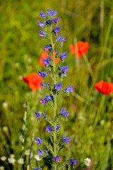 niebieskie kwiaty na łące, dziki Żmijowiec zwyczajny (Echium vulgare), fioletowe kwiaty żmijowca na tle czerwonych maków polnych, viper's bugloss, blueweed,blueweed flowers  © kateej