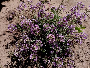 A bush of purple small flowers on the background of the soil in the flower bed. Home flowers and plants. Background with blue small flowers.