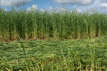 Green field with with a strip of mown grass. Agricultural landscape with blue sky and clouds for publication, poster, screensaver, wallpaper, postcard, banner, cover, post. High quality photo