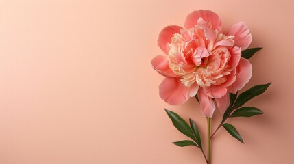 Naklejka premium Pink Peony Flower on a Peach Background
