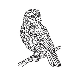 Fototapeta premium Birds drawn vector illustration.
