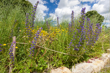 Naturgarten im öffentlichen Raum - mit heimischen Wildpflanzen und Natursteinmauer gestaltete  Freifläche