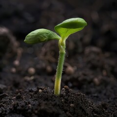 Bean Seed Germination: New Growth of Green Shoot and Tender Root Bud