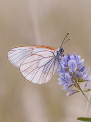 Seitliche Nahaufnahme eines Baumweißlings (Aporia crataegi), der auf violetten Blüten sitzt. Der Hintergrund ist neutral gehalten.