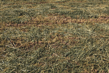 Mown grass background. Beveled field, summer backdrop for publication, design, poster, calendar, post, screensaver, wallpaper, cover, website. High quality photo