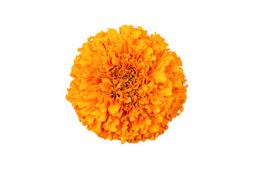 Marigold flower isolated on a white background. Decorative element for design Day of the Dead and Indian holidays. Flat lay