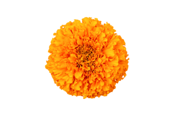 Marigold flower isolated on a white background. Decorative element for design Day of the Dead and Indian holidays. Flat lay