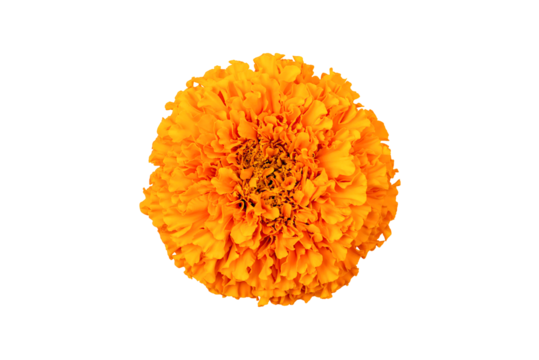 Marigold flower isolated on a white background. Decorative element for design Day of the Dead and Indian holidays. Flat lay
