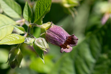 Purple Belladonna flower outdoors in springtime close up