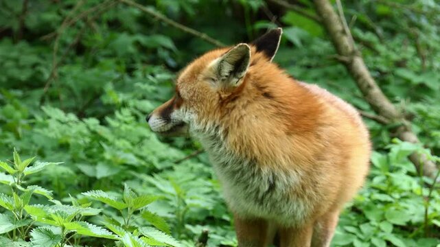 Rotfuchs im Wald