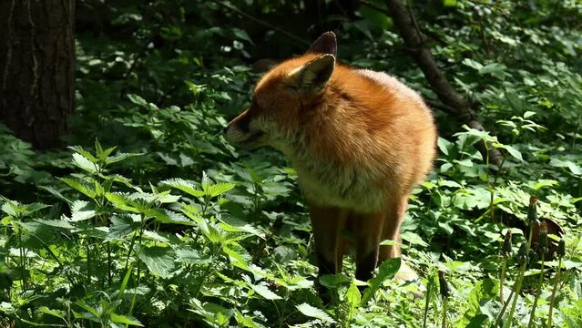 Rotfuchs im Wald