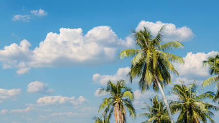 Coconut palm tree with sand beach and sea background, tropical island	