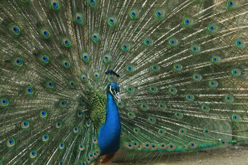 Naklejka premium A magnificent peacock in full display, with its vibrant tail feathers fanned out in an impressive circular formation. The peacock's body features iridescent blue and green hues
