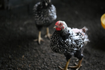 Two Silver Wyandotte chickens with striking black and white laced feathers and red combs standing on dark ground inside a coop. They appear alert and healthy