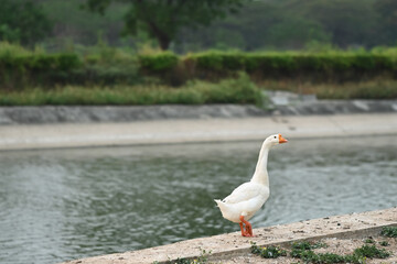 A white goose standing by a canal with lush greenery in the background. The goose appears calm and alert, with an orange beak and feet, enjoying a serene, natural setting