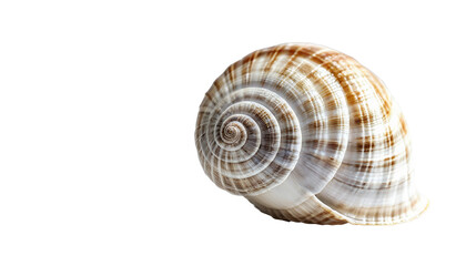 Sea Shell on White Background