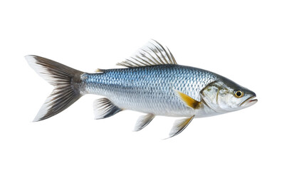 Striking Sea Fish on White Background 