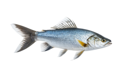 Striking Sea Fish on White Background 
