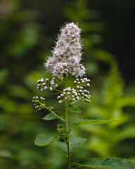 Beautiful flowers around Finnish countryside