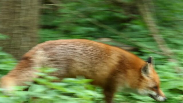 Rotfuchs im Wald