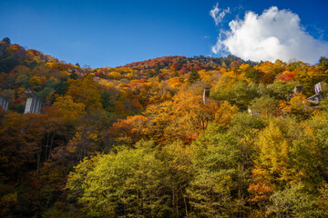Obraz premium 上高地へ向かう道から見える山の美しい紅葉（日本、長野県）
