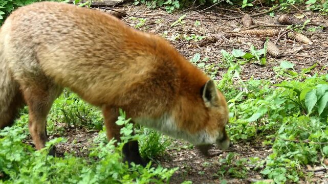 Rotfuchs im Wald