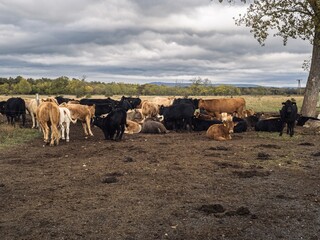 A herd of cows in a field, grouping together, laying down under a tree
