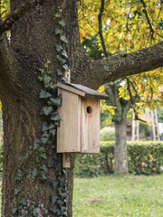Simple wooden bird house birdhouse on a tree trunk during autumn with ivy and colorful leaves