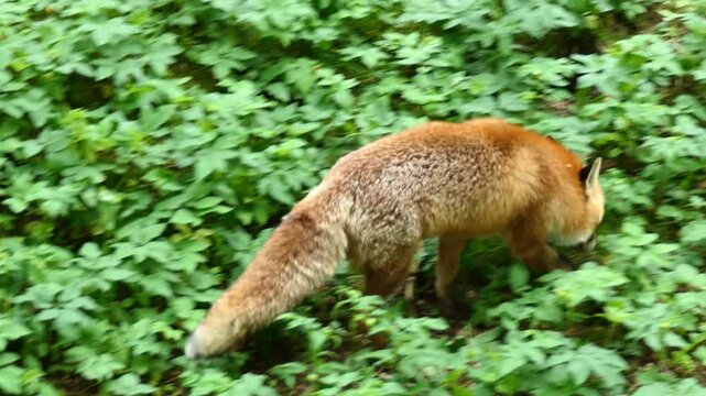 Rotfuchs im Wald