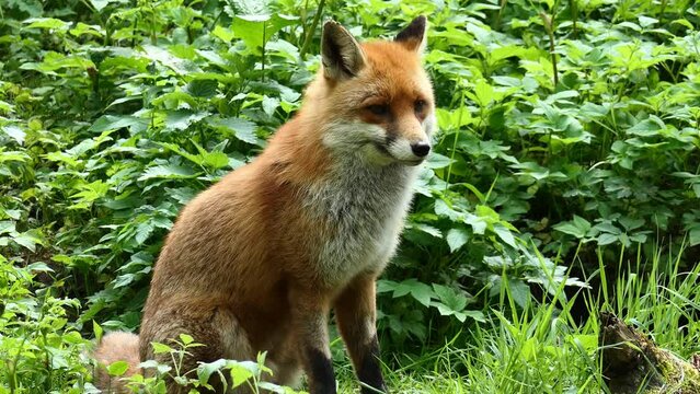 Rotfuchs im Wald