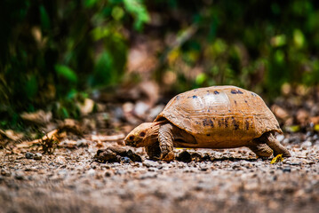 Elongated tortoise in the nature, Indotestudo elongata