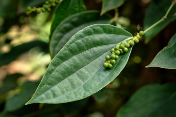 Green peppercorns