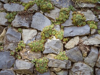 Houseleek stone rose liveforever plants on a stone wall between rocks