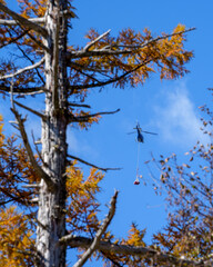 秋の上高地・梓川沿いで物資を運ぶヘリコプター（日本、長野県）