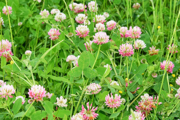 photo on clover flower with a fly close up