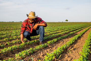 Young farmer is examining soybean in his growing corn field.